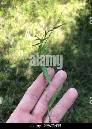 Panicgrass à petits fruits (Dichanthelium dichotomum dichotomum) Banque D'Images