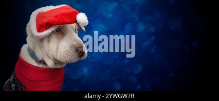 Chien chiot à cheveux courts portant un chapeau de père noël et un pull rouge sur fond de bokeh de bulle bleue défocalisée, toile de fond de bannière d'espace de copie Banque D'Images