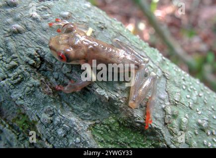 Grenouille à dos épineux de Manaus (Osteocephalus taurinus) Banque D'Images