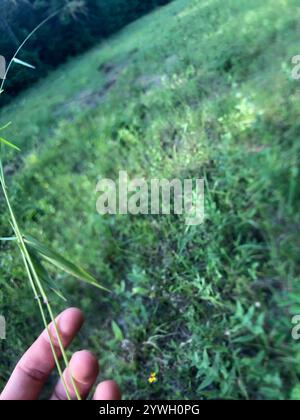Panicgrass à petits fruits (Dichanthelium dichotomum dichotomum) Banque D'Images