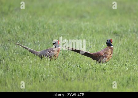 Deux faisans ou faisans de chasse (Phasianus colchicus), mâle courant dans la prairie, Parc National du lac Neusiedl, Seewinkel, Burgenland, Autriche, Europe Banque D'Images