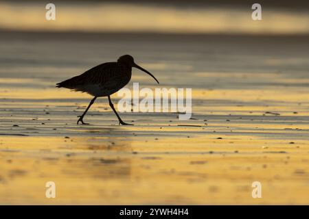 Silhouette de curlis eurasien (Numenius arquata) d'un oiseau adulte marchant sur une plage au coucher du soleil, Norfolk, Angleterre, Royaume-Uni, Europe Banque D'Images