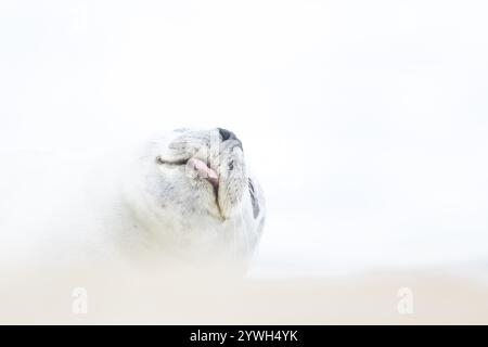 Phoque commun (Phoca vitulina) animal adulte dormant sur une plage, Norfolk, Angleterre, Royaume-Uni, Europe Banque D'Images