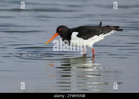 Attrape-huîtres (Haematopus ostralegus), recherche de nourriture dans les vasières, Texel, Îles de Frise occidentale, province de Hollande septentrionale, pays-Bas Banque D'Images