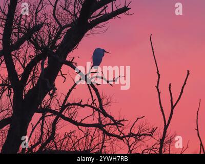 Petite aigrette (gazetta d'Egretta), oiseau adulte seul, perché dans un vieil arbre de saule, contre un ciel coloré après le coucher du soleil en hiver, Hesse, Allemagne, Banque D'Images