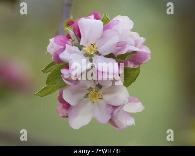 Fleurs de pommier (Malus sp.) Une image en gros plan, montrant les fleurs en détail, Hesse, Allemagne, Europe Banque D'Images