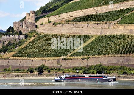 Ruines du château d'Ehrenfels près d'Assmannshausen, patrimoine mondial de l'UNESCO paysage culturel Haut Rhin moyen, site du patrimoine mondial, Hesse, Allemagne, E Banque D'Images