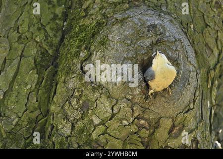 Nuthatch (Sitta europaea), regardant hors de son repaire de reproduction, le parc national du lac Neusiedl, Seewinkel. Burgenland, Autriche, Europe Banque D'Images