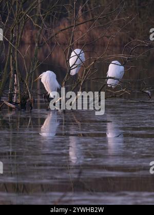 Petites aigrettes (gazetta d'Egretta), perchées dans les buissons, au milieu d'un lac, lumière du matin, Hesse, Allemagne, Europe Banque D'Images