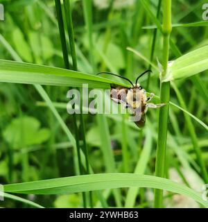 Longhorn européenne (Eucera longicornis) Banque D'Images