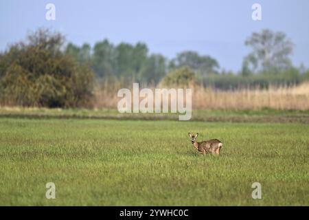 Roebuck (Capreolus capreolus), debout dans un champ, Parc national du lac Neusiedl, Seewinkel, Burgenland, Autriche, Europe Banque D'Images