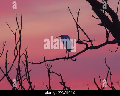 Petite aigrette (gazetta d'Egretta), oiseau adulte seul, perché dans un vieil arbre de saule, contre un ciel coloré après le coucher du soleil en hiver, Hesse, Allemagne, Banque D'Images