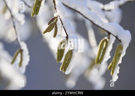 Noisette commune (Corylus avellana), pleine de neige, gros plan de chatons mâles, Suisse, Europe Banque D'Images