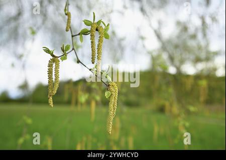 Noisette commune (Corylus avellana), gros plan de chatons mâles, Suisse, Europe Banque D'Images