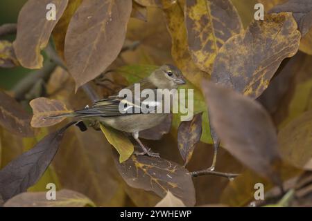 Chaffinch eurasien (Fringilla coelebs) oiseau femelle adulte dans un jardin Magnolia arbre avec des feuilles d'automne, Angleterre, Royaume-Uni, Europe Banque D'Images