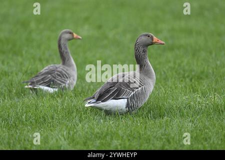 Deux oies de drapeau gris (Anser anser), debout dans un pré, Texel, Îles de Frise occidentale, province de Hollande du Nord, pays-Bas Banque D'Images