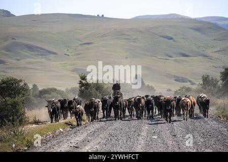 Bergers conduisant un troupeau de vaches sur une route, piste de gravier, Tian Shan, Sky Mountains, Kirghizistan, Asie Banque D'Images