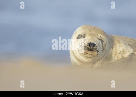 Phoque commun (Phoca vitulina) animal adulte dormant sur une plage, Norfolk, Angleterre, Royaume-Uni, Europe Banque D'Images