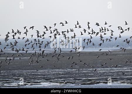 Un troupeau de godwits à queue barrée (Limosa lapponica), en vol au-dessus de la mer à marée basse, Texel, Îles de la Frise occidentale, province de Hollande du Nord, Netherla Banque D'Images