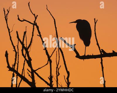 Little Egret (gazetta Egretta), oiseau adulte unique comme silhouette, perché dans un vieil arbre de saule, contre un ciel coloré après le coucher du soleil en hiver, He Banque D'Images