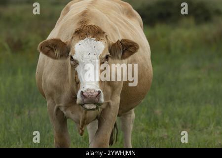 Vache domestique ou bovin (Bos taurus) animal de ferme adulte mangeant de l'herbe dans un champ, Suffolk, Angleterre, Royaume-Uni, Europe Banque D'Images