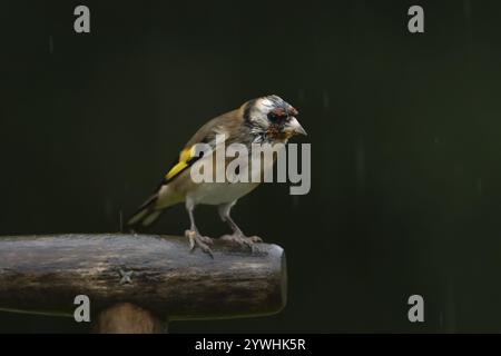 Orangerie européenne (Carduelis carduelis) oiseau adulte trempé sur une poignée de fourche de jardin sous la pluie, Angleterre, Royaume-Uni, Europe Banque D'Images