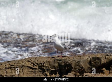 Mouette Hartlauba, Chroicocephalus hartlaubii. Oiseau mouette debout sur la roche sur fond d'océan bleu, brise de mer. Paysage marin d'Afrique du Sud, na Banque D'Images