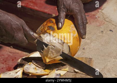 L'homme ouvre la noix de coco, Sri Lanka, Ceylan, Asie Banque D'Images