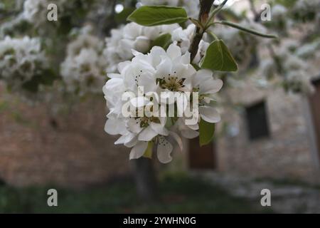 Détails des fleurs blanches des amandiers prunus dulcis fleurissant au printemps Banque D'Images