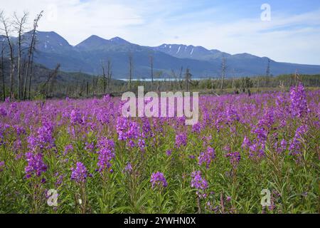 Une vaste prairie pleine de fleurs violettes avec des montagnes et un ciel clair en arrière-plan, Alaska, USA, Amérique du Nord Banque D'Images