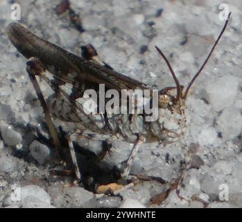 Sauterelle Longhorn Band-Wing (Psinidia fenestralis) Banque D'Images