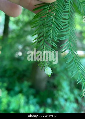 Cypress Twig Gall Midge (Taxodiomyia cupressiananassa) Banque D'Images
