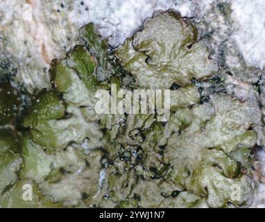Lichen de camouflage poli (Melanelixia glabratula) Banque D'Images