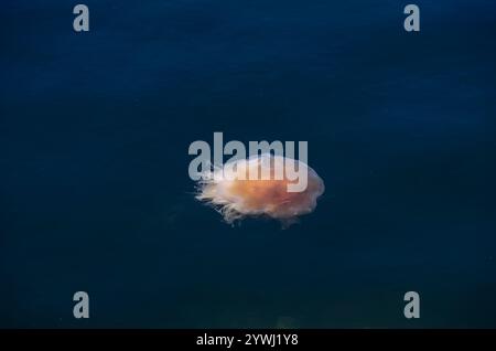 Méduse à feu unique vue d'en haut, méduse de crinière de lion, dans le Skagerrak dans le port de Strömstad à Bohuslän, Västra Götalands län, Suède. Banque D'Images