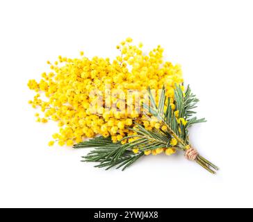 Plante Mimosa sur fond blanc Banque D'Images