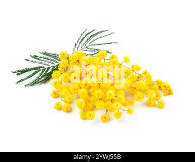 Plante Mimosa sur fond blanc Banque D'Images