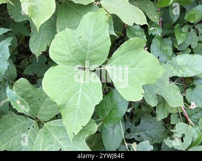 Haricot de Kudzu (Pueraria montana lobata) Banque D'Images