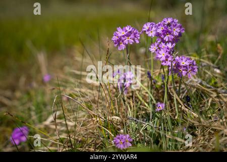 Primula farinosa sur la rive du fossé. Fleurs violettes claires de la primevère de l'oeil d'oiseau Primula farinosa fleurissant dans la nature. Banque D'Images