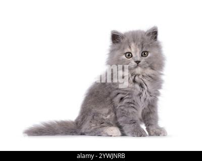 Adorable chaton chat tortie British Longhair bleu, assis sur le côté. Je suis curieux de voir la caméra. Isolé sur fond blanc. Banque D'Images