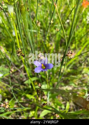 Herbe stricte aux yeux bleus (Sisyrinchium montanum) Banque D'Images