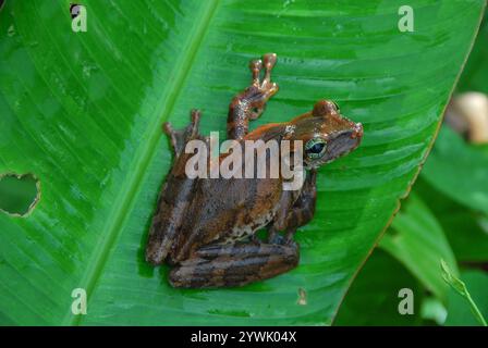 Grenouille à dos épineux de Manaus (Osteocephalus taurinus) Banque D'Images