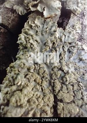 Lichen givré gris (Physconia grisea) Banque D'Images