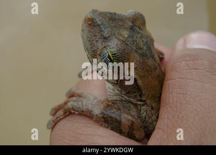 Grenouille à dos épineux de Manaus (Osteocephalus taurinus) Banque D'Images