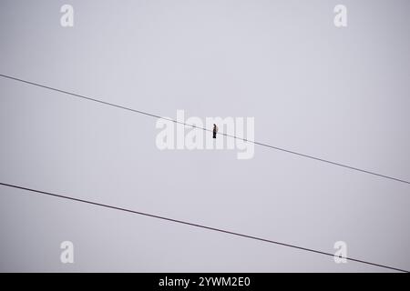 Une colombe solitaire est assise sur des fils contre le ciel. Photographie minimaliste stylisée d'un pigeon assis sur des fils. Banque D'Images