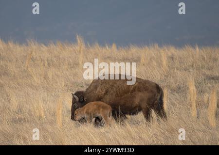 mère bison vache et veau dans une prairie herbeuse au printemps Banque D'Images