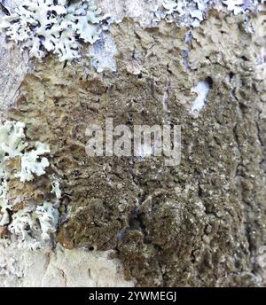 Lichen de camouflage poli (Melanelixia glabratula) Banque D'Images