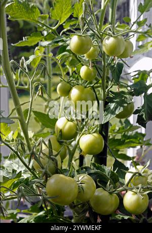 Tomates vertes (faiseur d'argent) mûrissant sur la vigne Banque D'Images