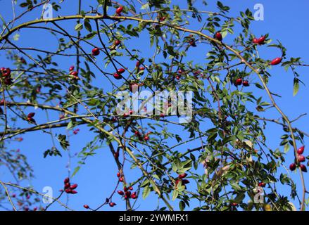 Branches portant des hanches rose rouge vif contre un ciel d'automne bleu profond Banque D'Images