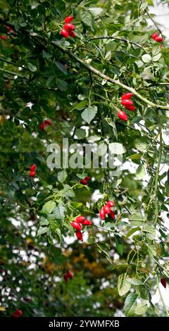 Hanches rose rouge vif contre feuillage vert en automne Banque D'Images