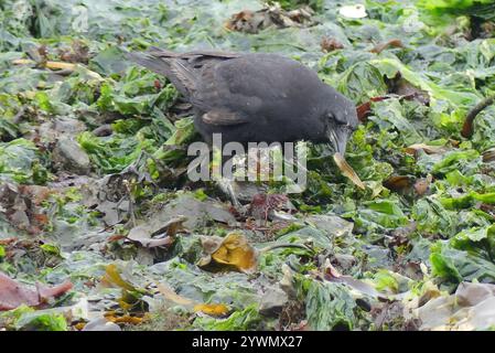 Pistolet sellier (Pholis ornata) Banque D'Images